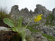 32 Primula orecchia d'orso (Primula auricula) sulle rocce del Canalino dei sassi